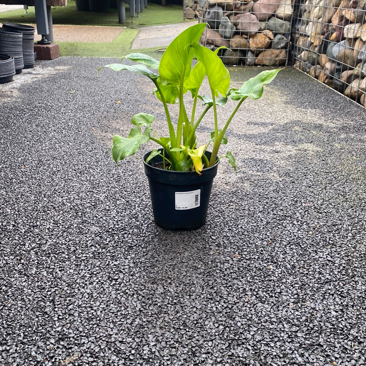 Zantedeschia Aethiopica - Herbaceous - Windyridge Garden Centre