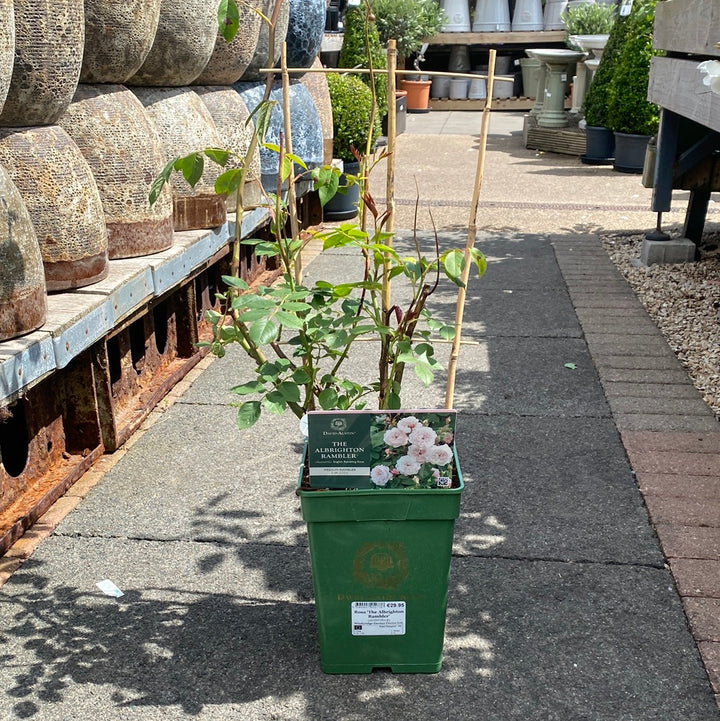 Rosa The Albrighton Rambler 6L