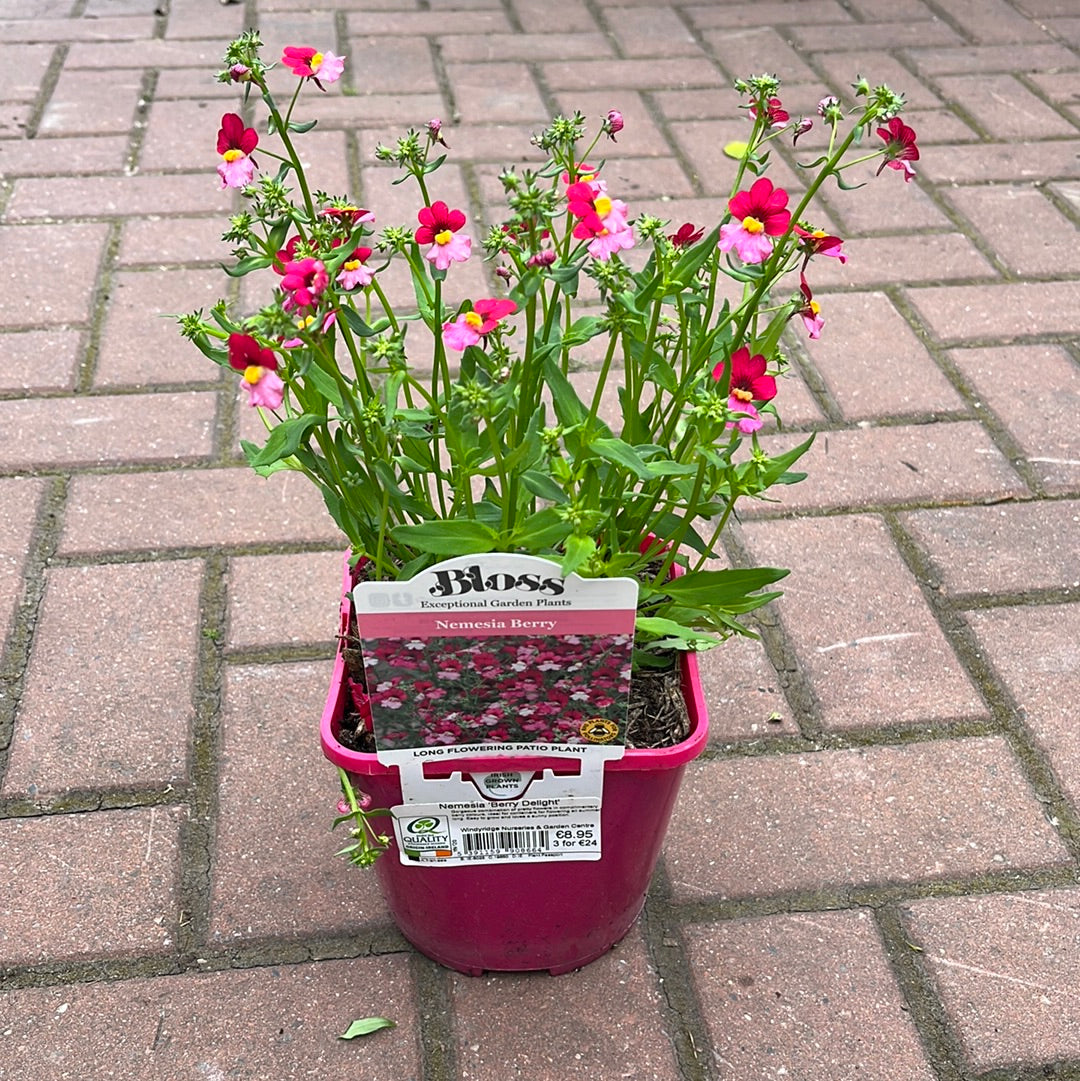 Nemesia Berry Delight