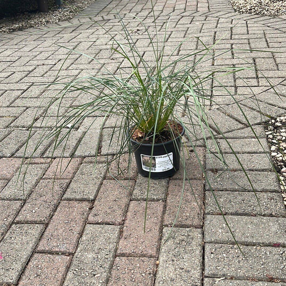 STIPA gigantea