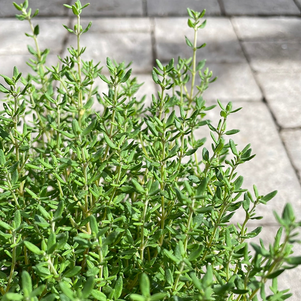 Thyme-Common-Planted-1