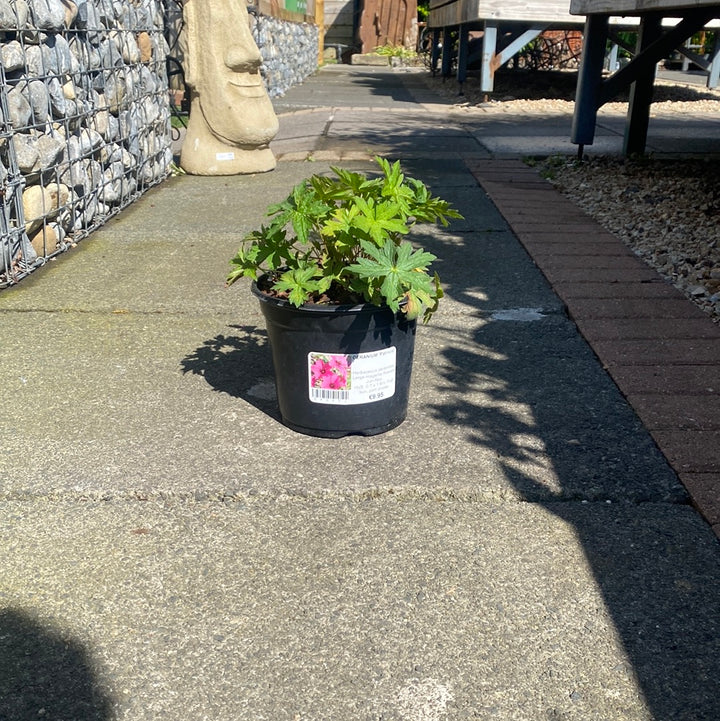 GERANIUM Patricia