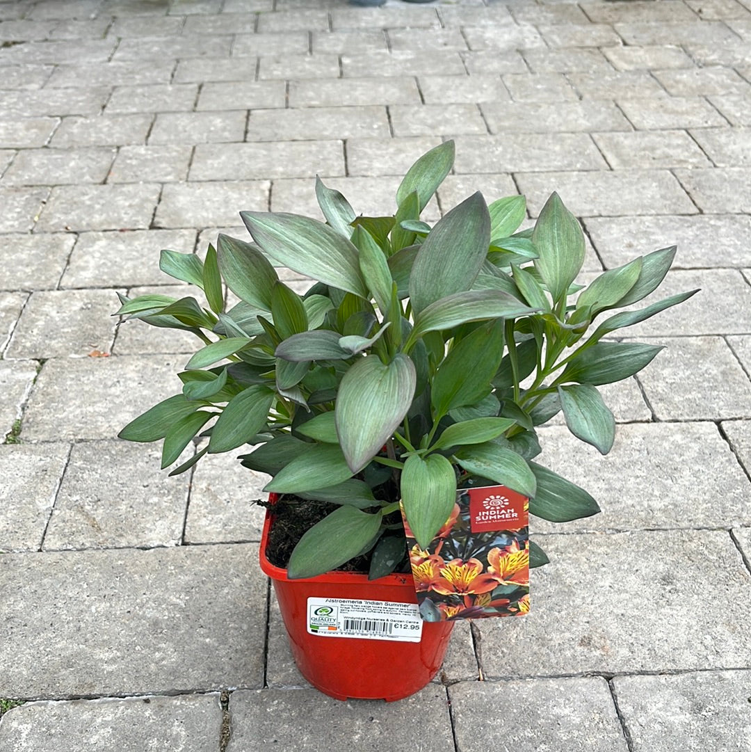 Alstroemeria Indian Summer 2L