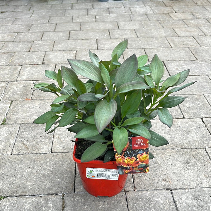 Alstroemeria Indian Summer 2L