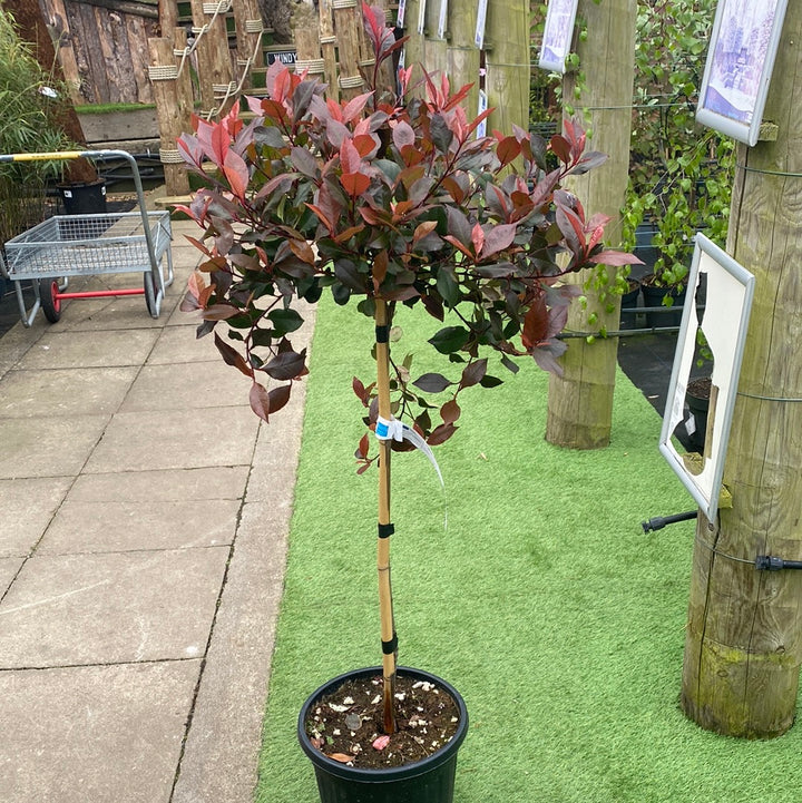 PHOTINIA SERR. ATROPURPUREA NANA CLT 15 / 18 CIRC. TR. 04 - 06 CHIOMA 35 - 40 CM   1/2 STD