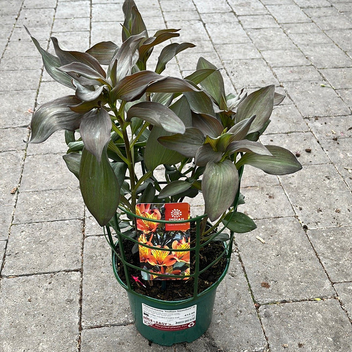 Alstroemeria Indian Summer