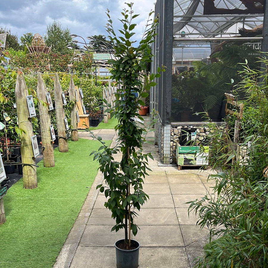 CARPINUS BETULUS LUCAS - Trees - Windyridge Garden Centre