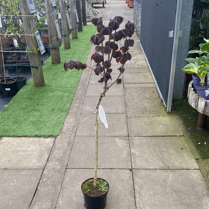 Corylus avellana Annys Red Dwarf  60 CM STEM C4