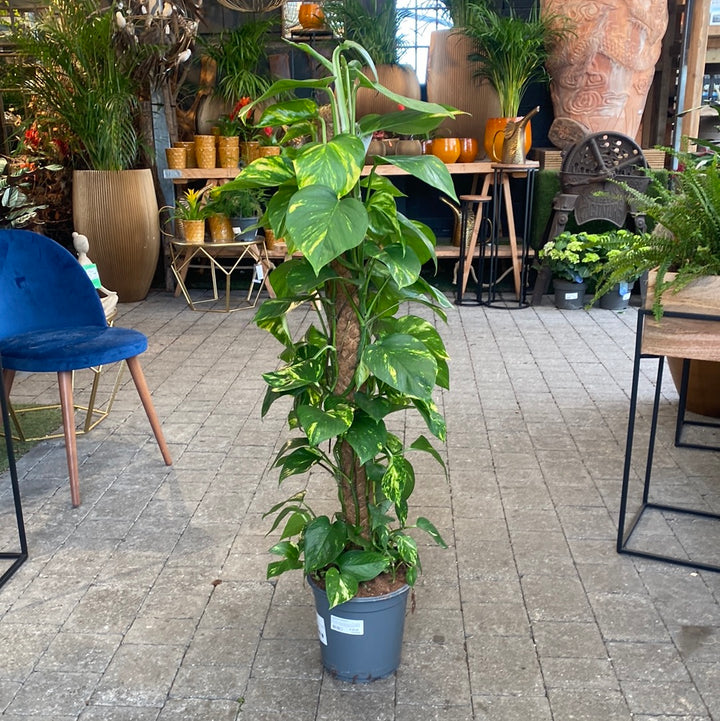 Dragon-Tail Plant Epipremnum pinnatum (24cm Pot + Mosspole)