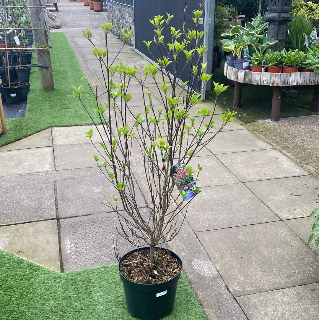 Cornus florida