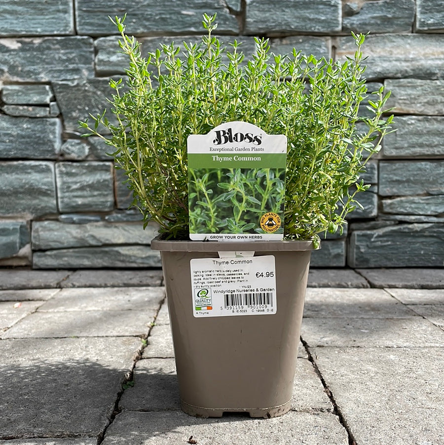 Thyme-Common-Potted-2