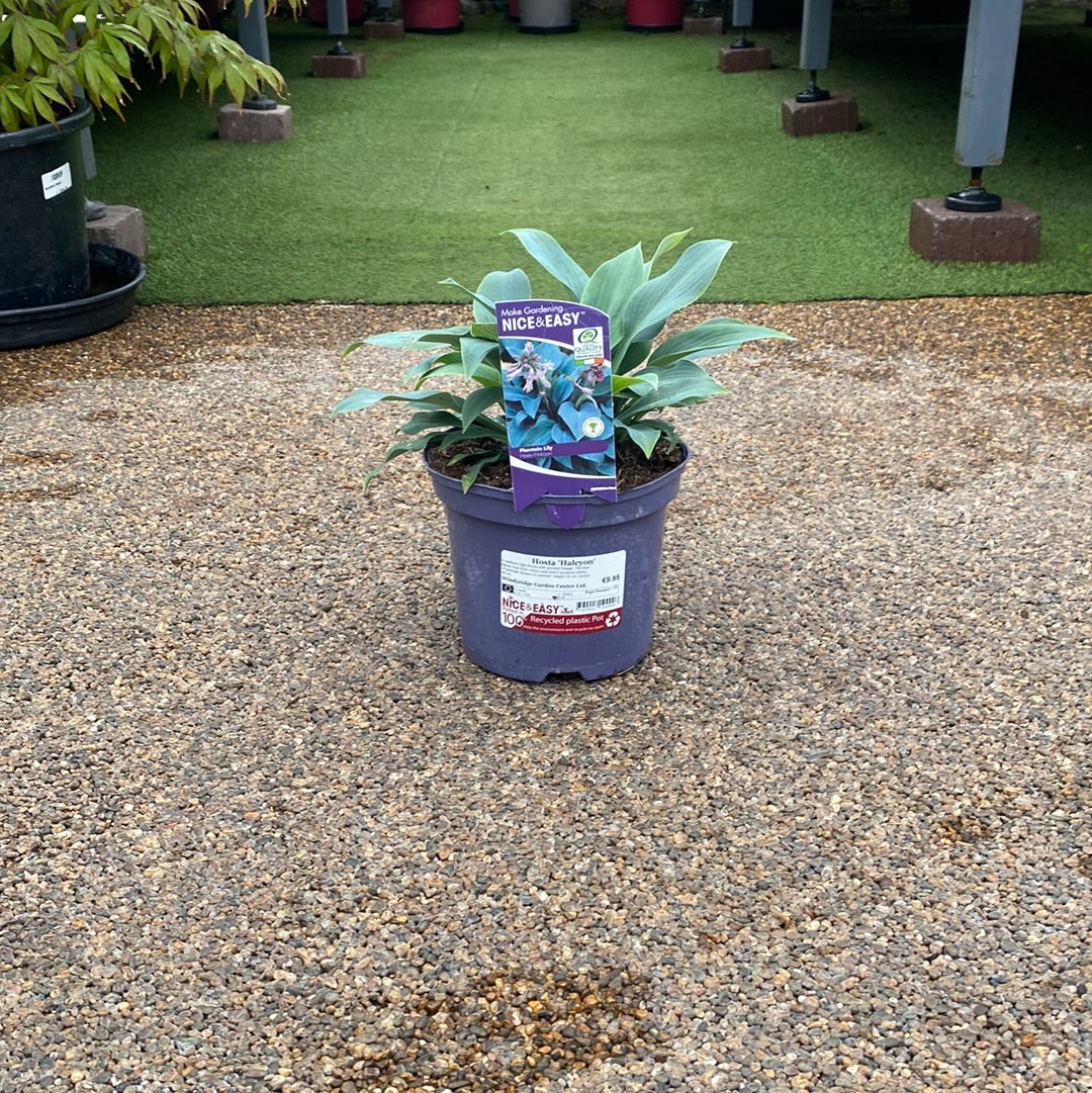 Hosta Halcyon 3L