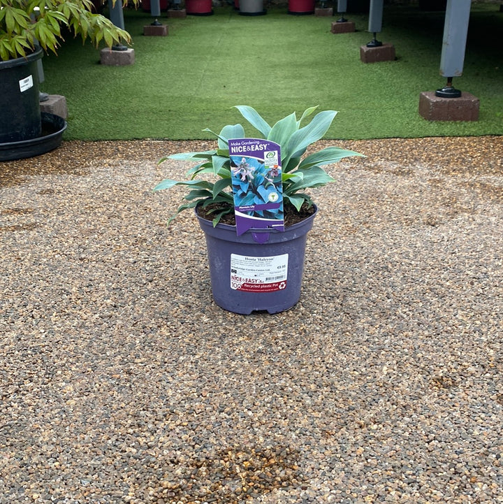 Hosta Halcyon 3L