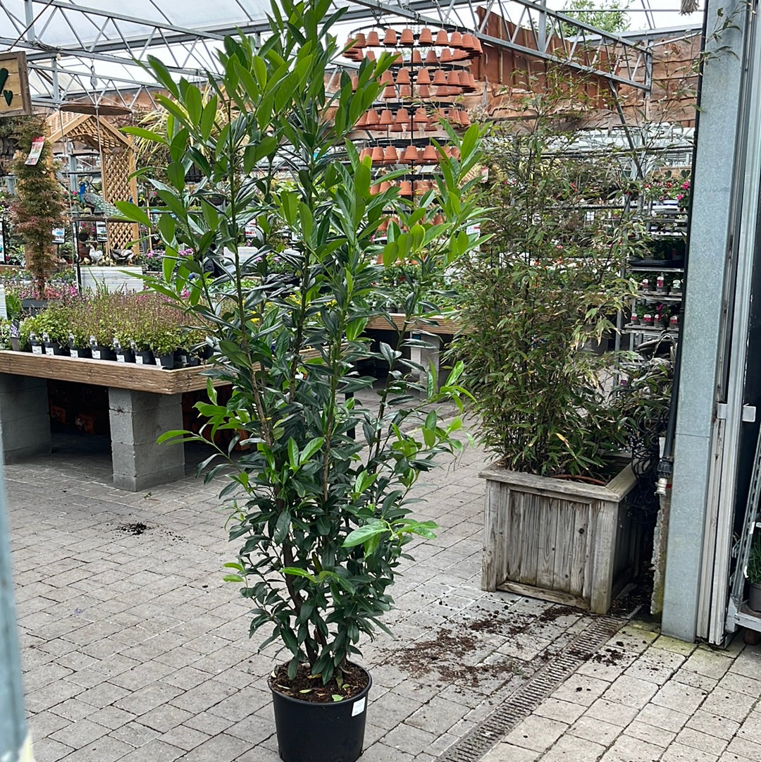 Prunus lau. Caucasica 200cm