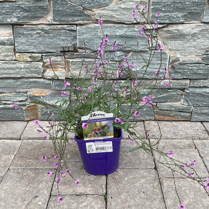 Verbena Bampton - Herbaceous - Windyridge Garden Centre