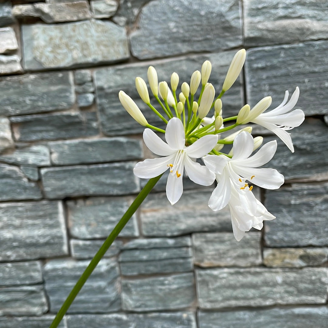 AGAPANTHUS x Pitchoune White