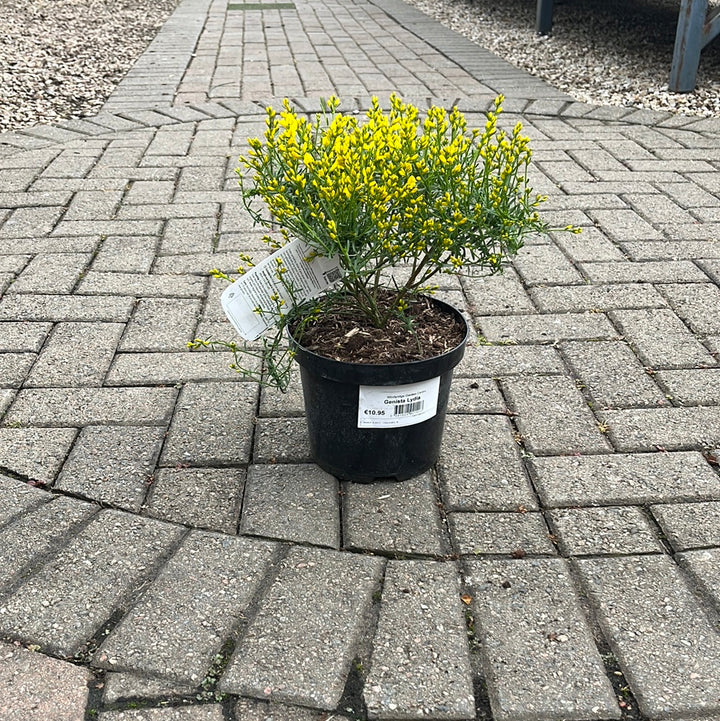 Genista lydia