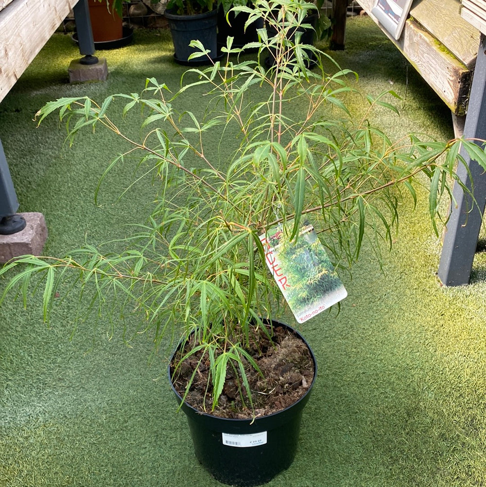 Acer-palmatum-Koto-no-ito-Potted-2