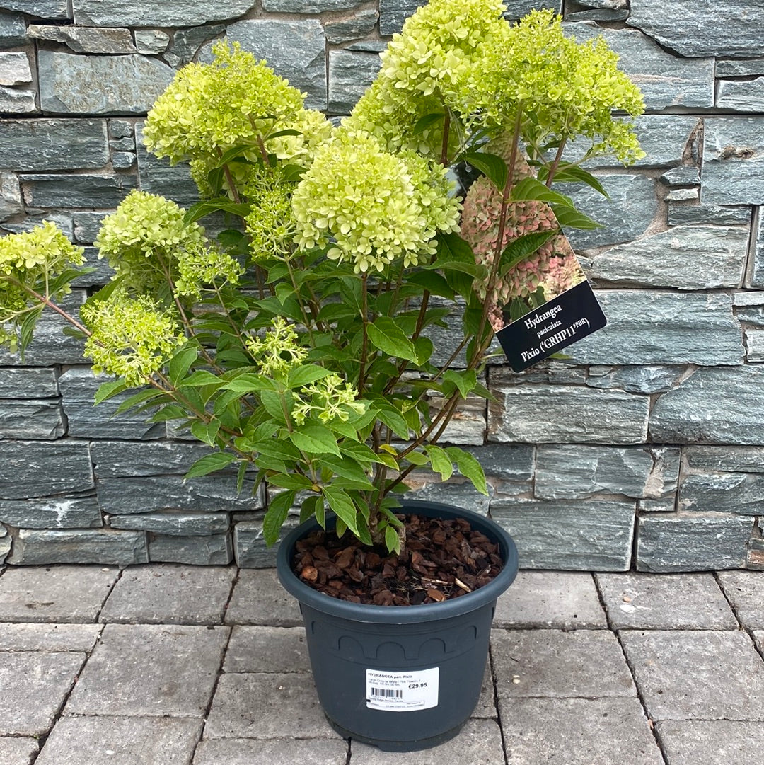 HYDRANGEA pan. Pixio