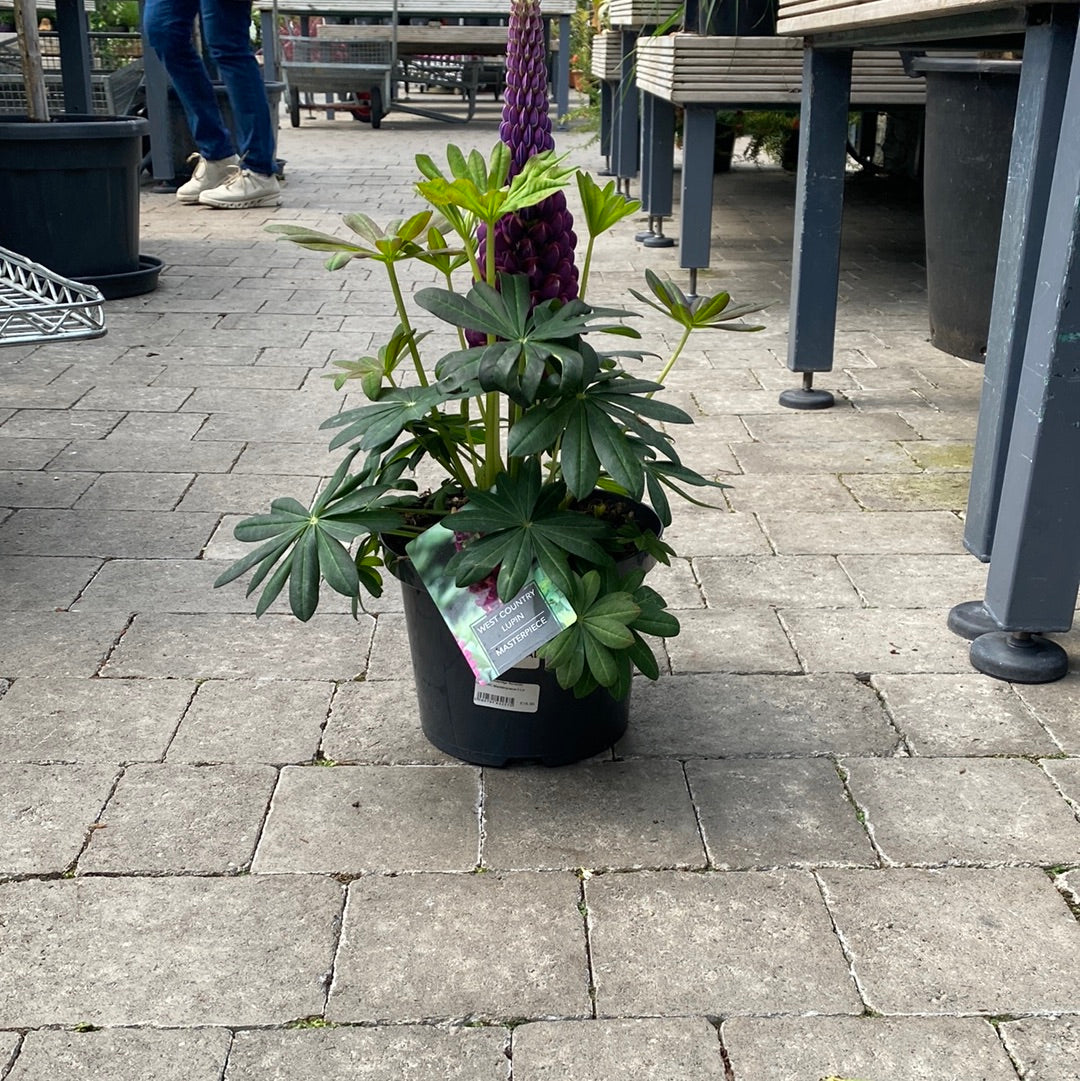 Lupin WC Masterpiece 5 Ltr
