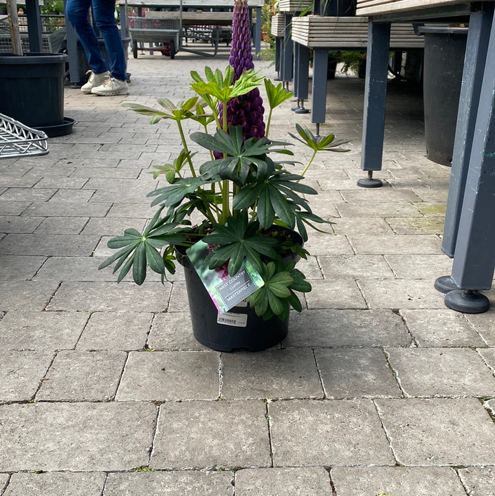 Lupin WC Masterpiece 5 Ltr