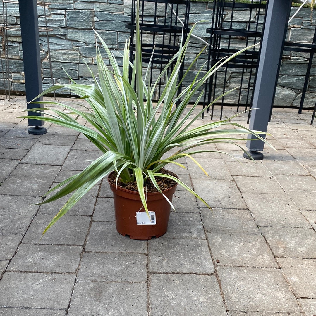 Astelia chathamica Silver Spear