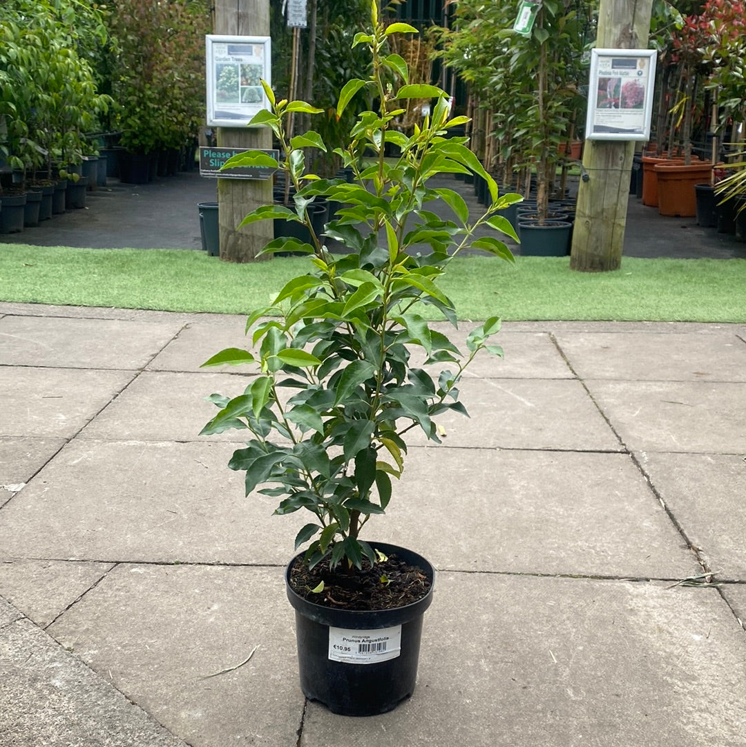 Prunus Angustfolia 3L