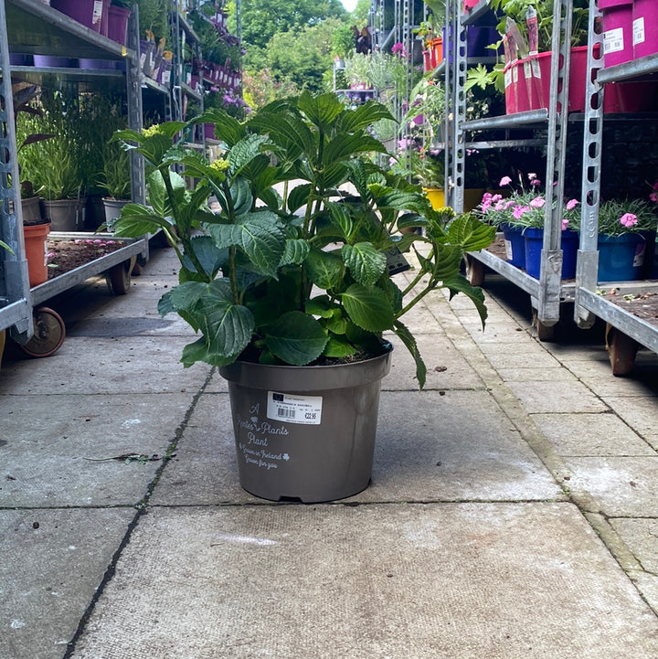 HYDRANGEA M. SNOWBALL