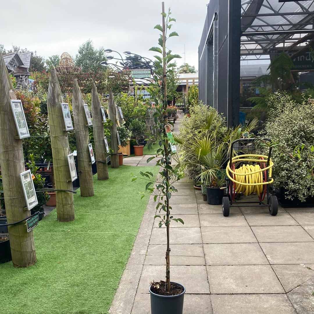 Malus Everest - Trees - Windyridge Garden Centre