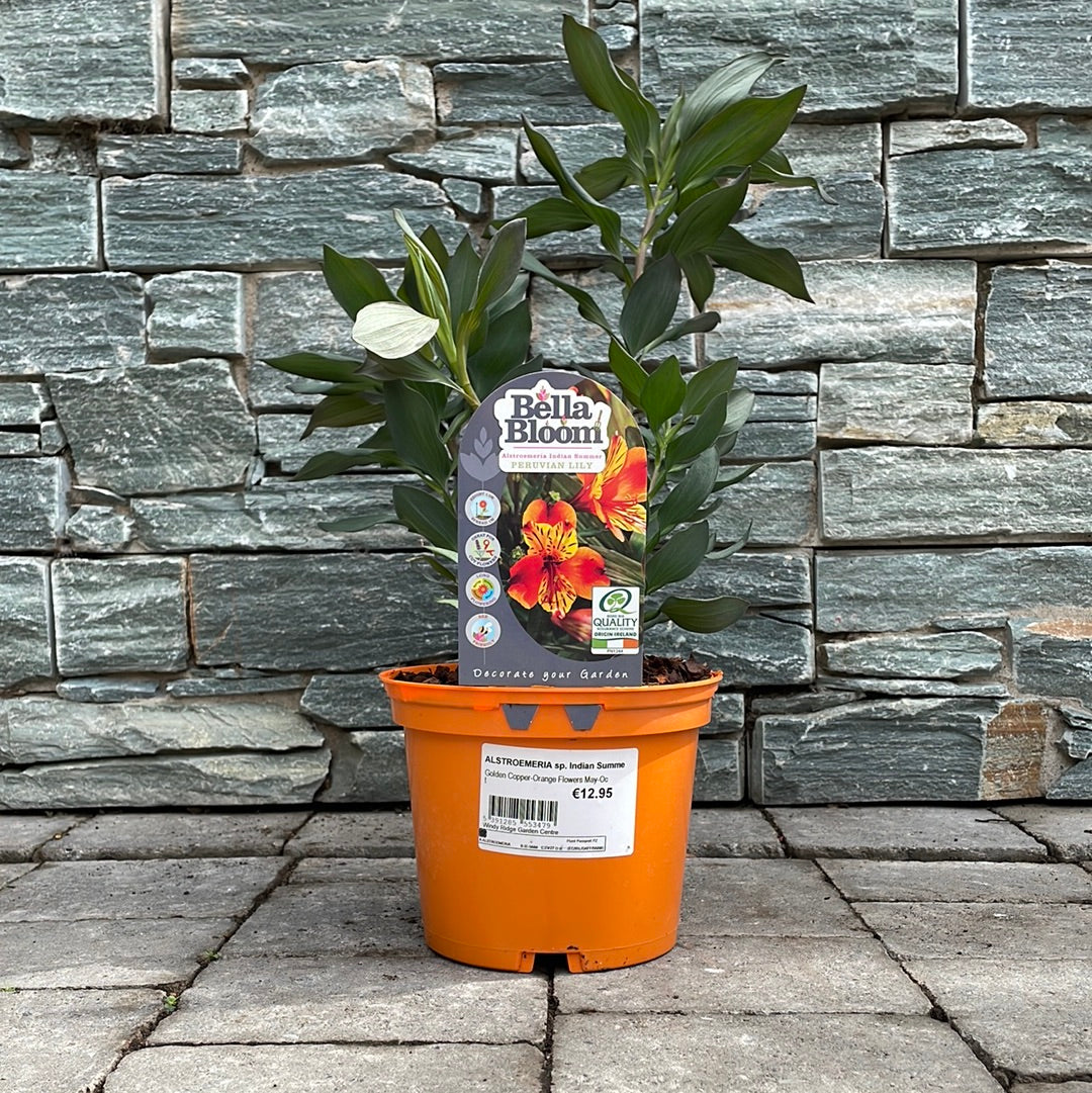 Peruvian Lily Alstromeria Indian Summer (2Ltr Pot)