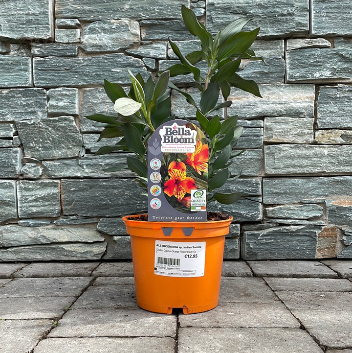 Peruvian Lily Alstromeria Indian Summer (2Ltr Pot)