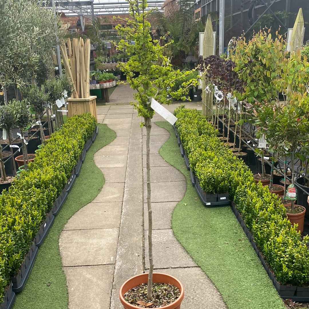 Ginko Biloba Troll Clt 18 1/2 Std - Trees - Windyridge Garden Centre