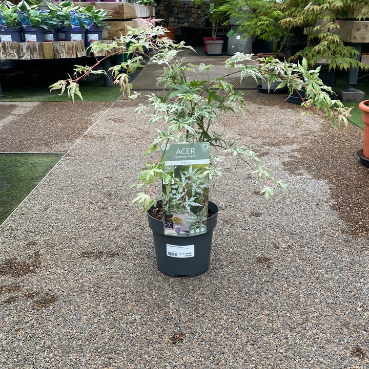 Acer palmatum Ukigumo  3 Ltr pot
