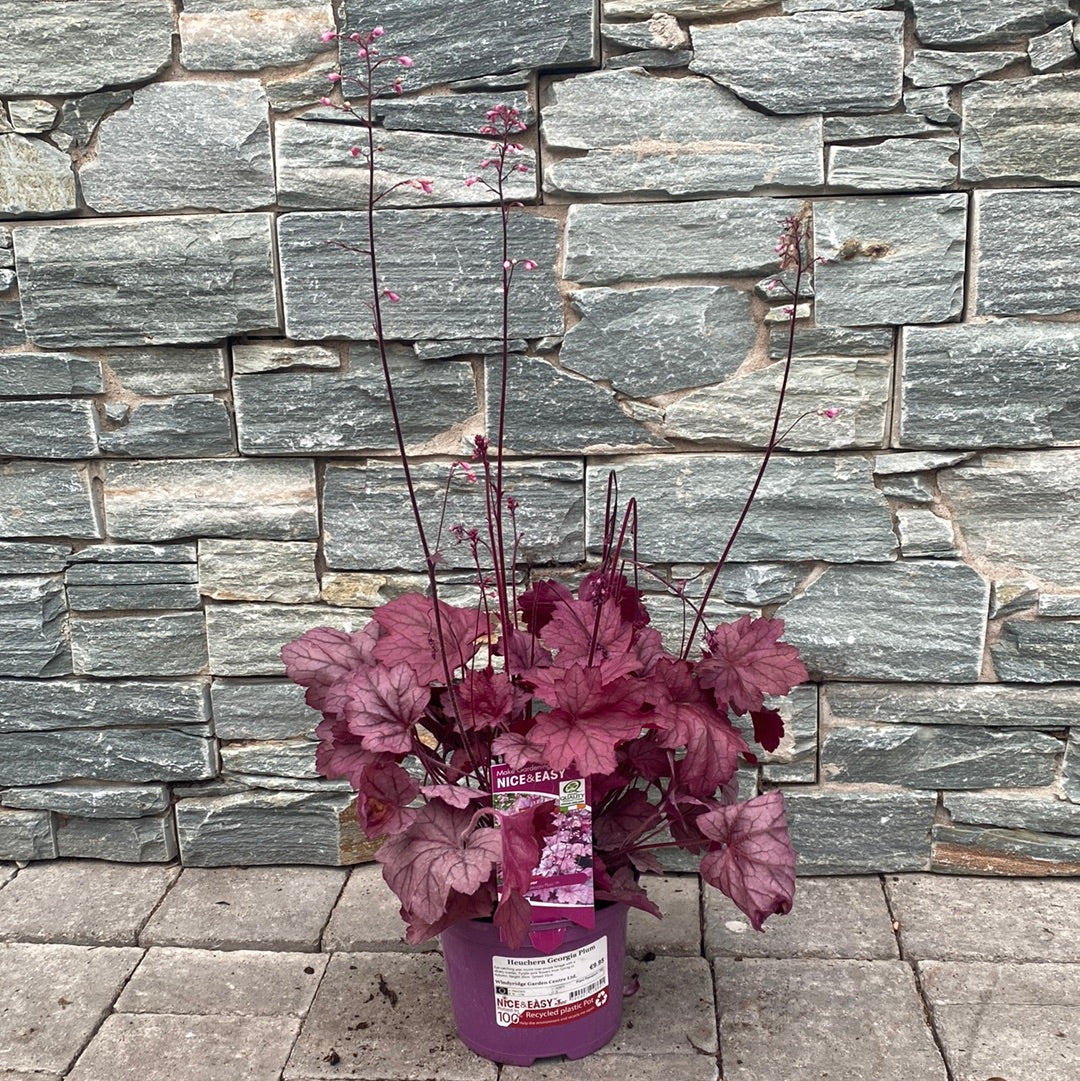 Heuchera Georgia Plum
