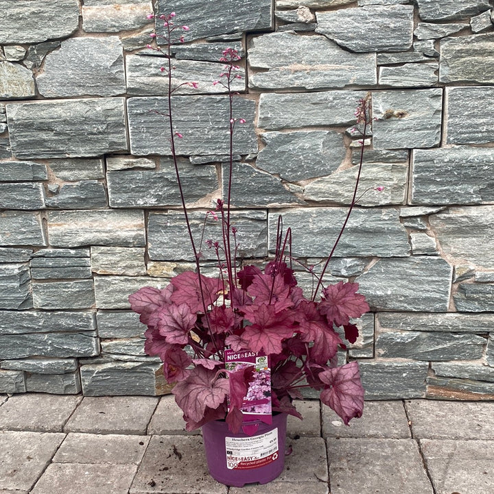 Heuchera Georgia Plum