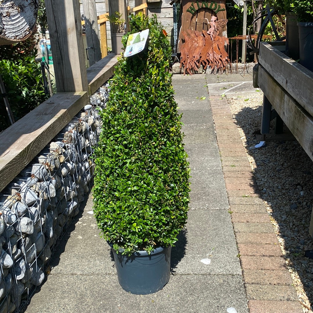 Buxus semp Pyramid 70-80cm