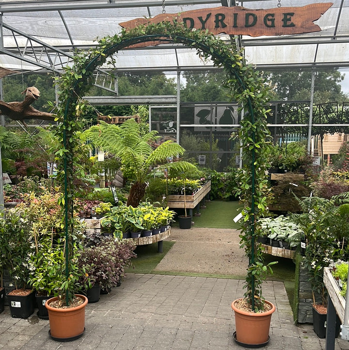 Rhyncospermum Jasminoides Cont. Arco Doppio 20 Cm Wide - Climbers - Windyridge Garden Centre