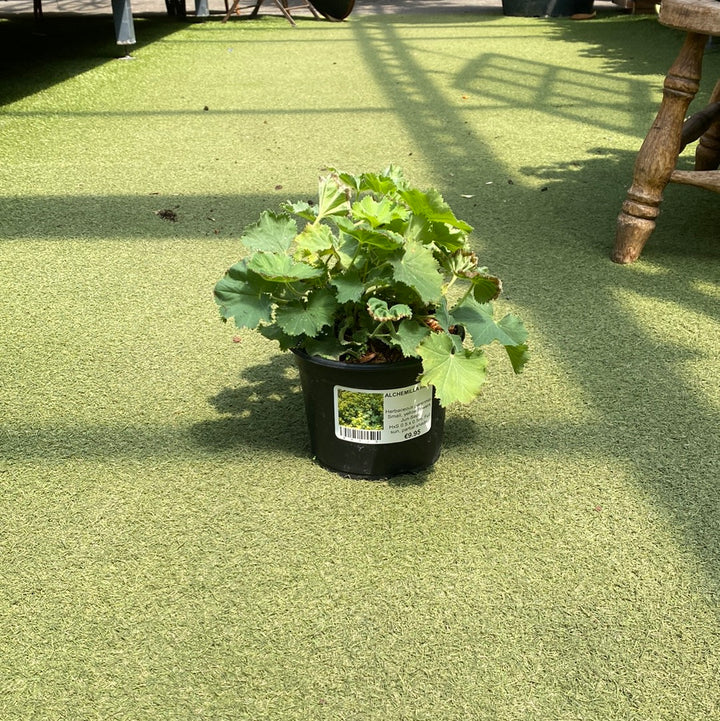 ALCHEMILLA mollis