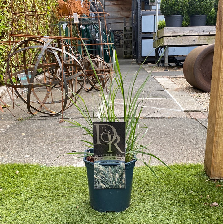 Pennisetum Alop. Hameln - Herbaceous - Windyridge Garden Centre