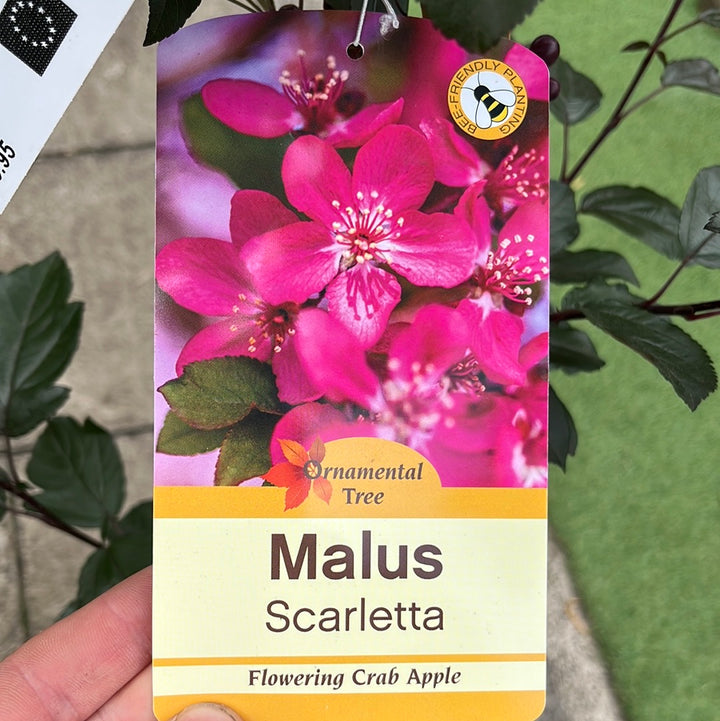 MALUS SCARLETTA