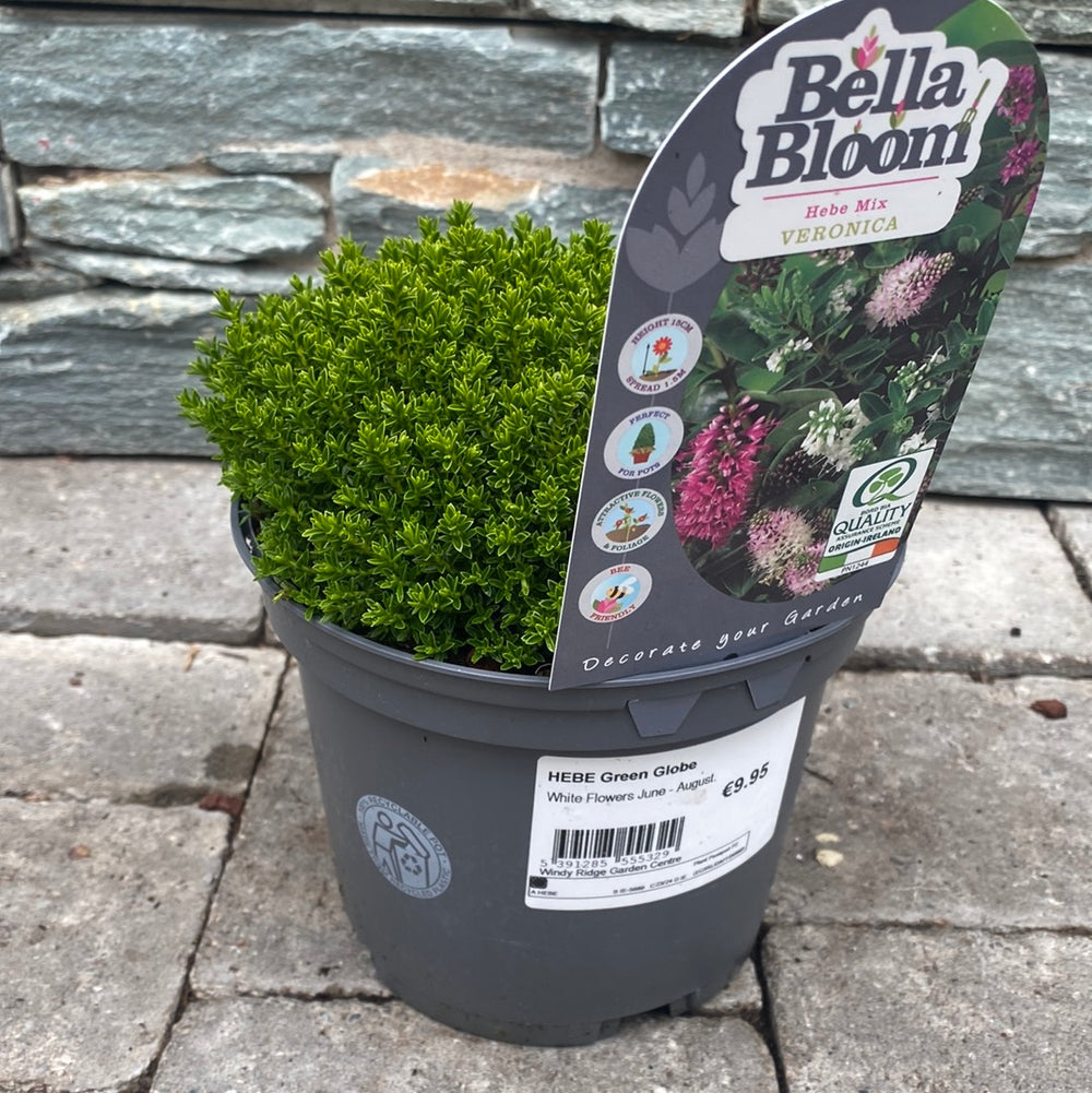 Hebe Green Globe - Shrubs - Windyridge Garden Centre
