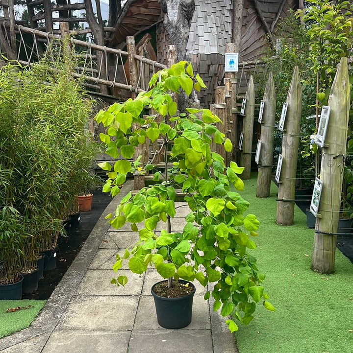 Cercis in cultivars