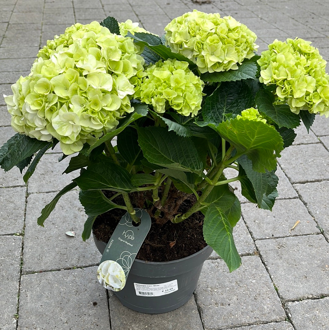 Hydrangea Macr White P23 7 Flower Windyridge Garden Centre hydrangea-macr-white-p23-7-flower-windyridge-garden-centre