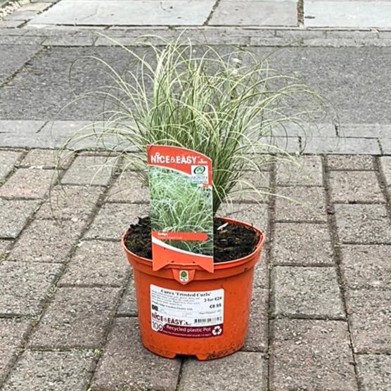 Carex (Frosted Curls)