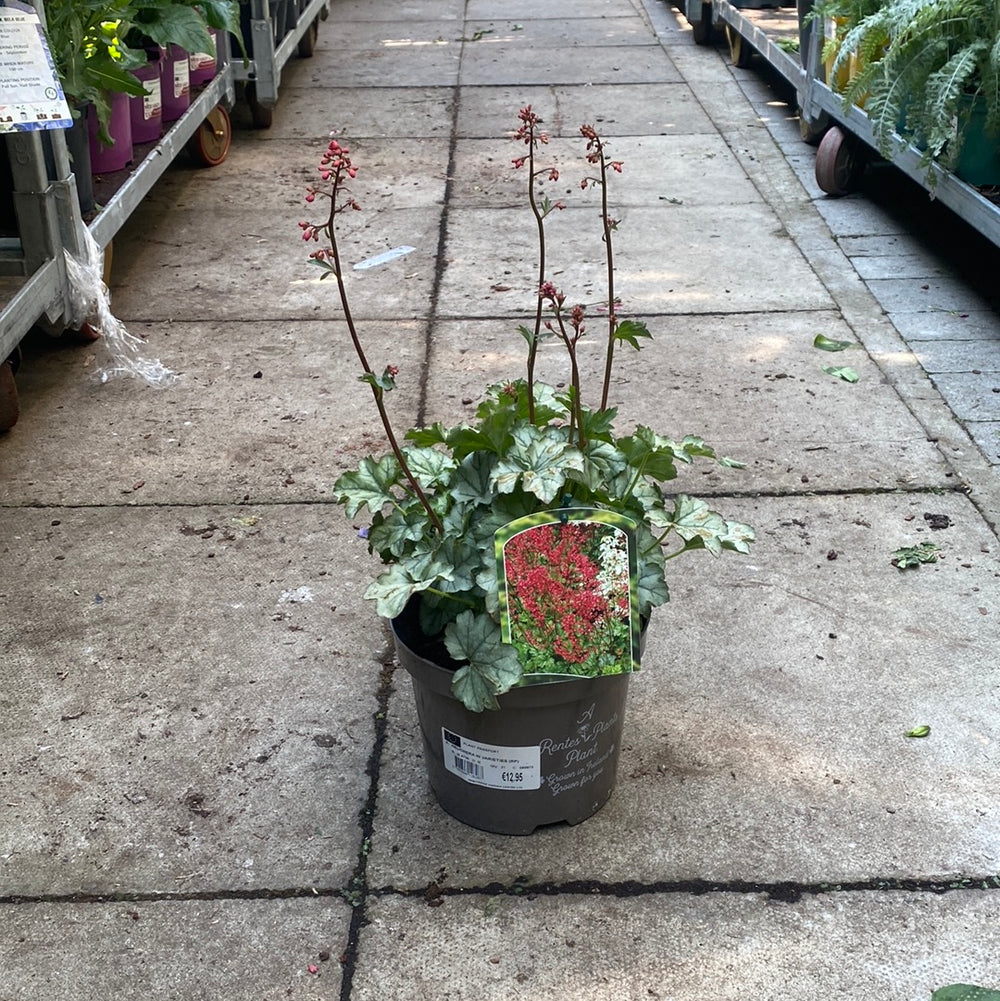 Heuchera In Varieties (Rp) - Herbaceous - Windyridge Garden Centre