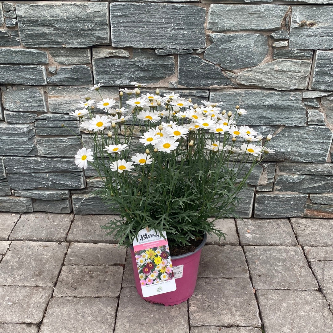 Argyranthemum White