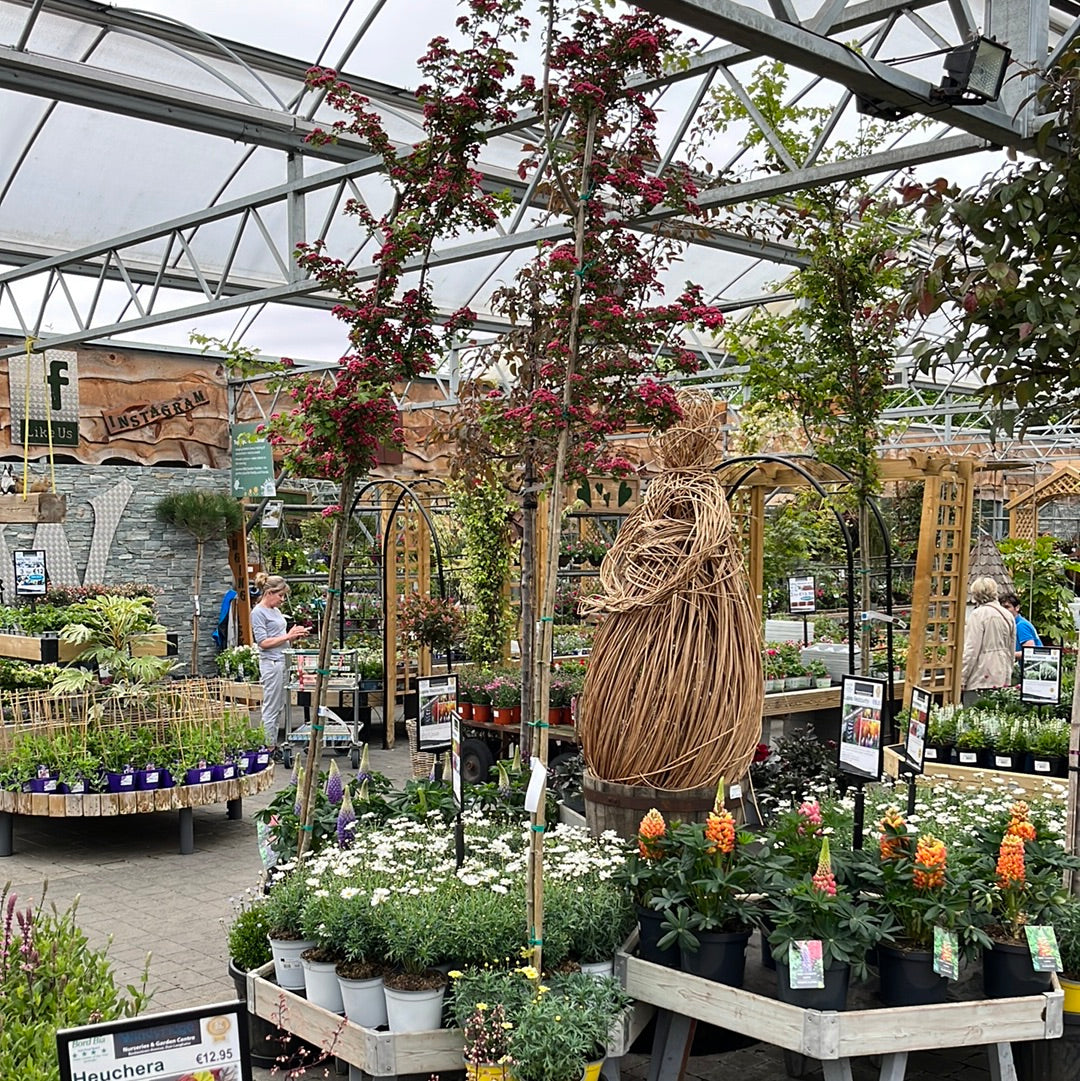 Crataegus Laev. Paul S Scarlet Clt 35   Circ. Tr. 06 - 08 Cm  Std - Trees - Windyridge Garden Centre