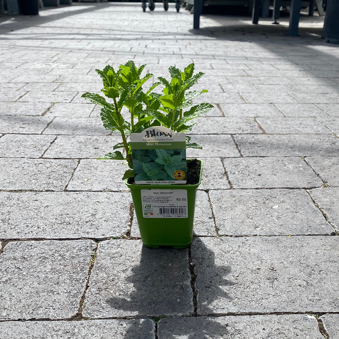 Mint Moroccan 9cm