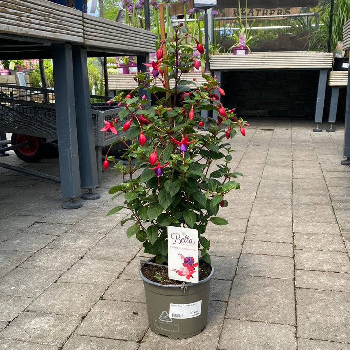 Fuchsia Bella Fuchsia Susanna  P17