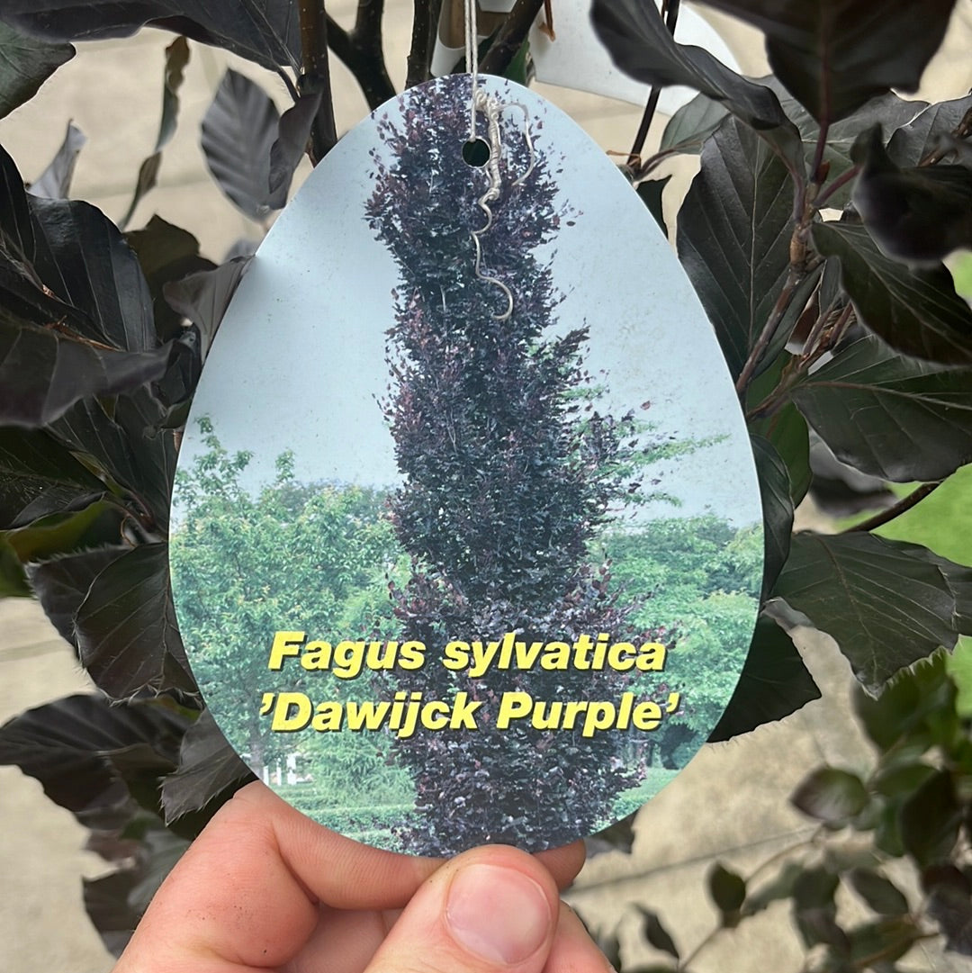 FAGUS SYLVATICA DAWYCKS PURPLE